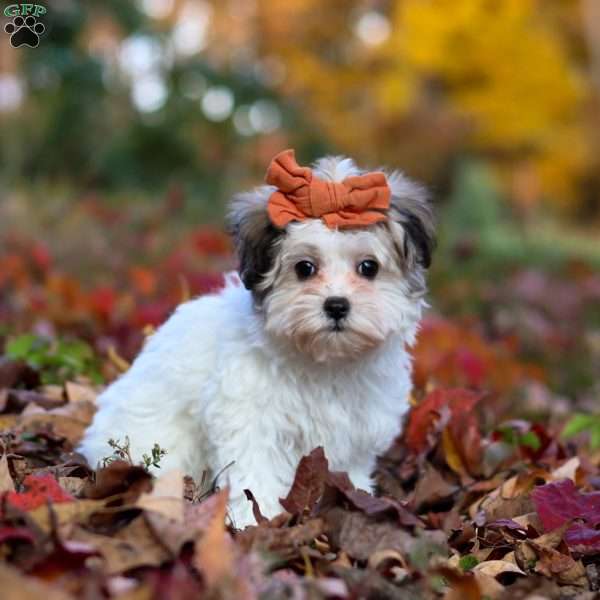 Melody, Maltipoo Puppy